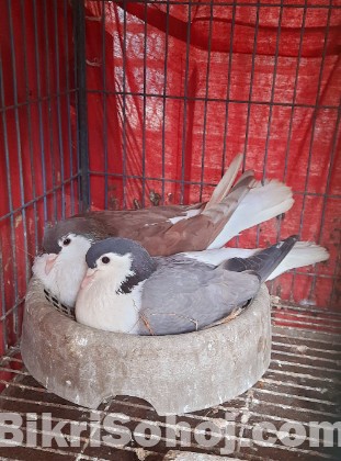 লাহোরি কবুতর রানিং জোড়া